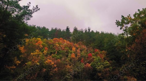 Forest and Tree Colors