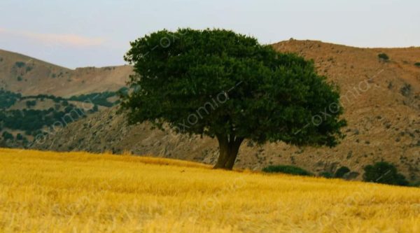 Tree Fields Meadow Grass