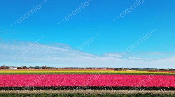 Blue Sky Clouds and Tulips