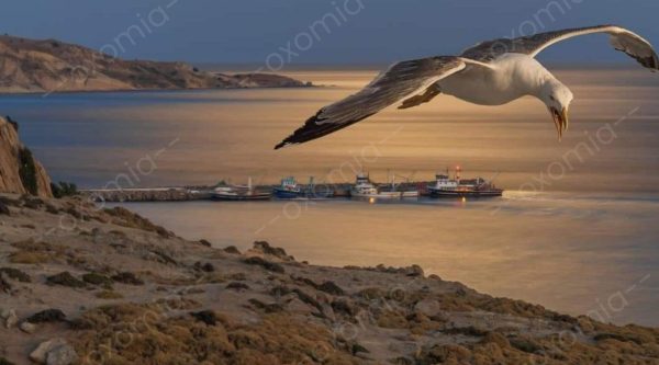 Seagull Gaze At Sunset