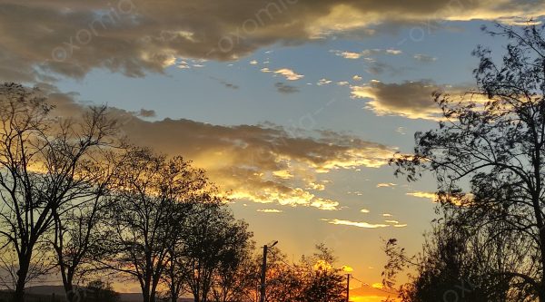 Trees and Sky