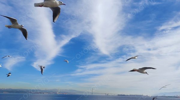 Sea and Birds